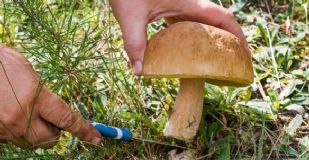 Une augmentation des intoxications liées  à la consommation de champignons : restez vigilants ! 