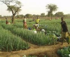 L'Agence française de développement accorde un prêt de 300 millions d'EUR au FIDA afin de soutenir des millions de petits exploitants agricoles