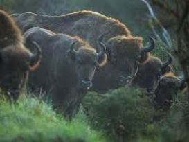 Rétablissement du bison d'Europe, 31 espèces déclarées éteintes - Liste rouge de l'UICN