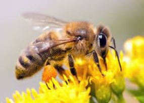Protection des abeilles : L'Europe ouvre une nouvelle voie pour l'évaluation des risques
