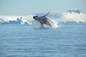 Les baleines bleues de retour en Antarctique