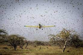 En Afrique de l'Est, la lutte contre les criquets pèlerins accélère grâce aux drones et à la collecte de données