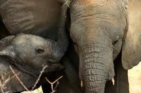 First Comprehensive Update on the Status of Africa's Elephants Since 2007
