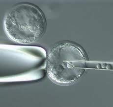 L'embryon à trois ADN : une quintuple transgression